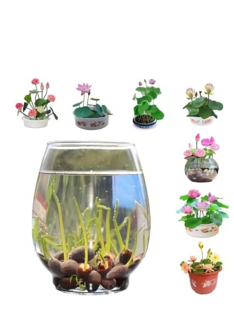 Generic 60 Pcs Mixed Bonsai Lotus Flower Seeds Mixed Color Water Lily Flower Plant Fresh Garden Seeds,for Growing Seeds in The Garden  - Image 2