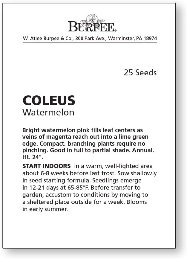 Burpee Watermelon Coleus Seeds 25 seeds - Image 2