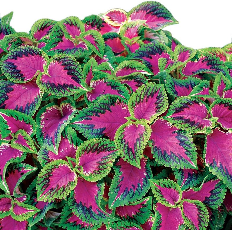 Burpee Watermelon Coleus Seeds 25 seeds - Image 1