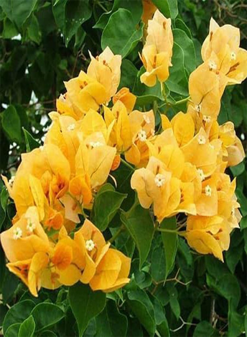 GGOOT 10pcs Fresh Bougainvillea Flower Seeds - Image 1