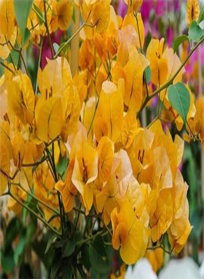 GGOOT 10pcs Fresh Bougainvillea Flower Seeds - Image 2