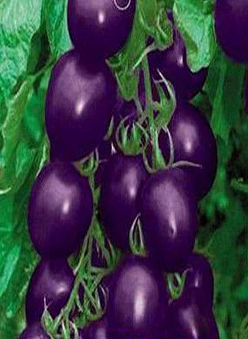 GGOOT Fresh Fruit Seed with 20Pcs Garden Farm Yard Heirloom Fruit Vegetable Plant Purple Cherry Tomato Seeds for Planting Garden Yard Home Landscaping - Image 1