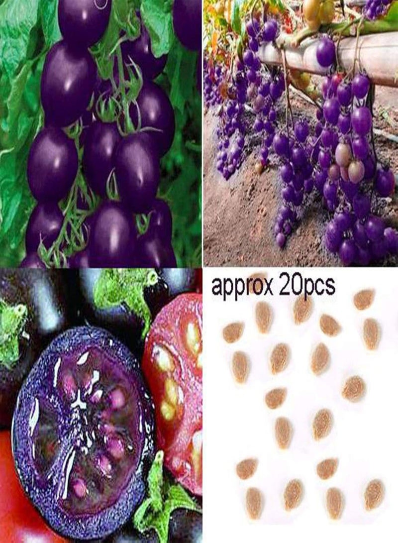 GGOOT Fresh Fruit Seed with 20Pcs Garden Farm Yard Heirloom Fruit Vegetable Plant Purple Cherry Tomato Seeds for Planting Garden Yard Home Landscaping - Image 2