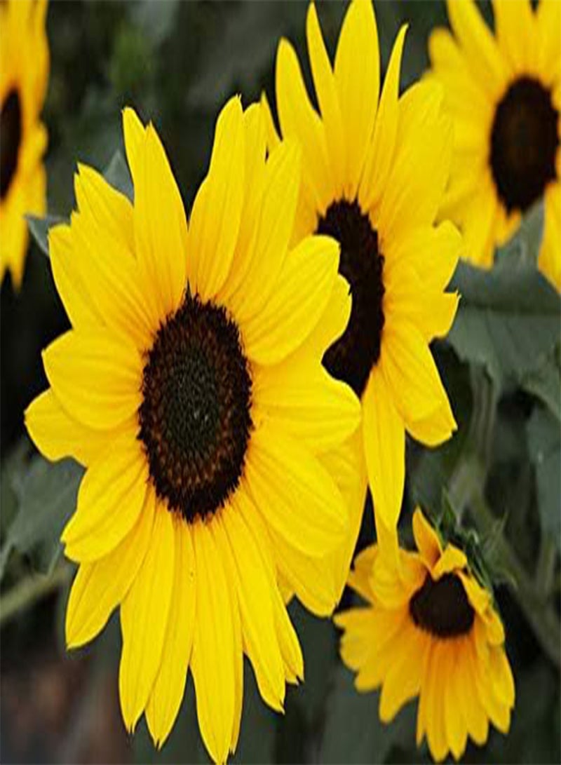 GGOOT seeds Fresh 50pcs Sunflowerseeds for Planting Yellow 2