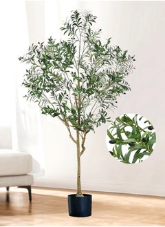 Olive Tree