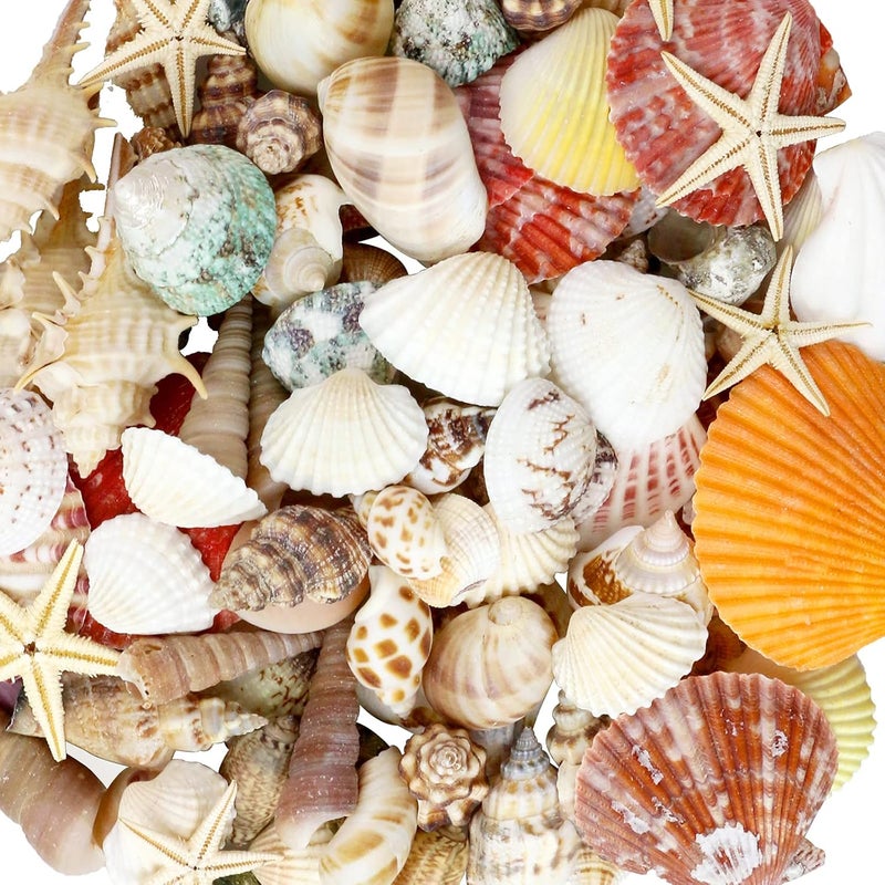 Weoxpr Mixed Sea Shells, 100+ Pcs Beach Seashells Starfish, Various Sizes Ocean Seashells for Fish Tank Vase Fillers, Beach Theme Party Wedding Decor, Candle Making, DIY Crafts - Image 1