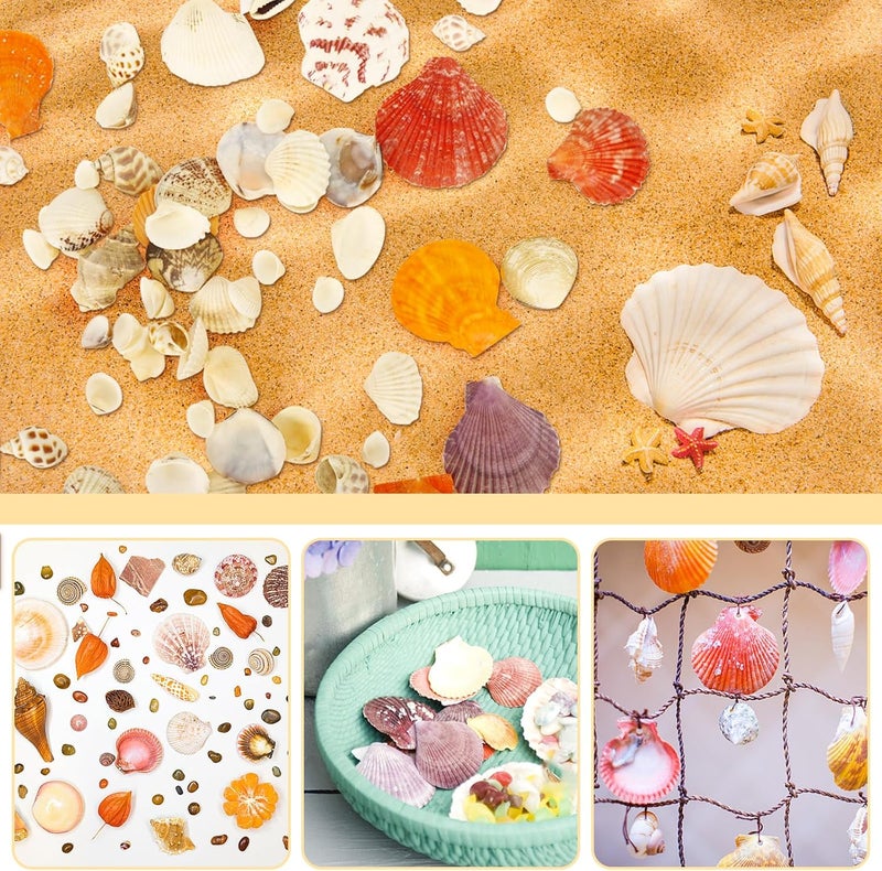 Weoxpr Mixed Sea Shells, 100+ Pcs Beach Seashells Starfish, Various Sizes Ocean Seashells for Fish Tank Vase Fillers, Beach Theme Party Wedding Decor, Candle Making, DIY Crafts - Image 3