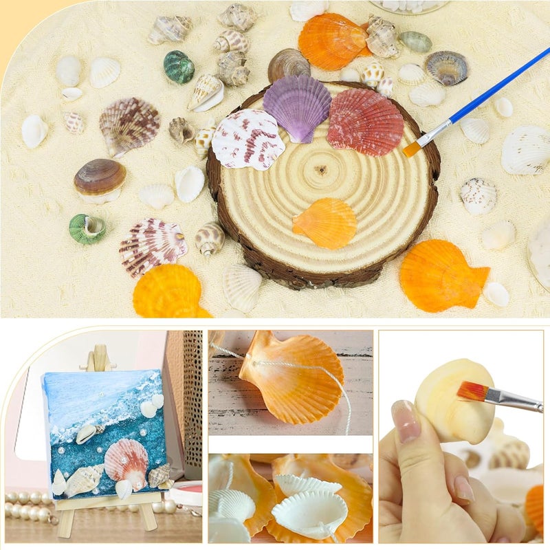 Weoxpr Mixed Sea Shells, 100+ Pcs Beach Seashells Starfish, Various Sizes Ocean Seashells for Fish Tank Vase Fillers, Beach Theme Party Wedding Decor, Candle Making, DIY Crafts - Image 5