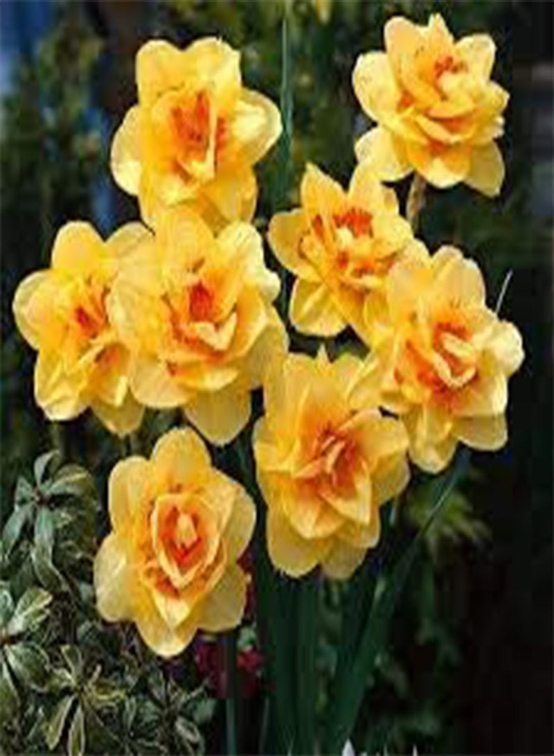 GGOOT seeds Fresh 100 Pcs Narcissus Flower Seeds for Planting Yellow red