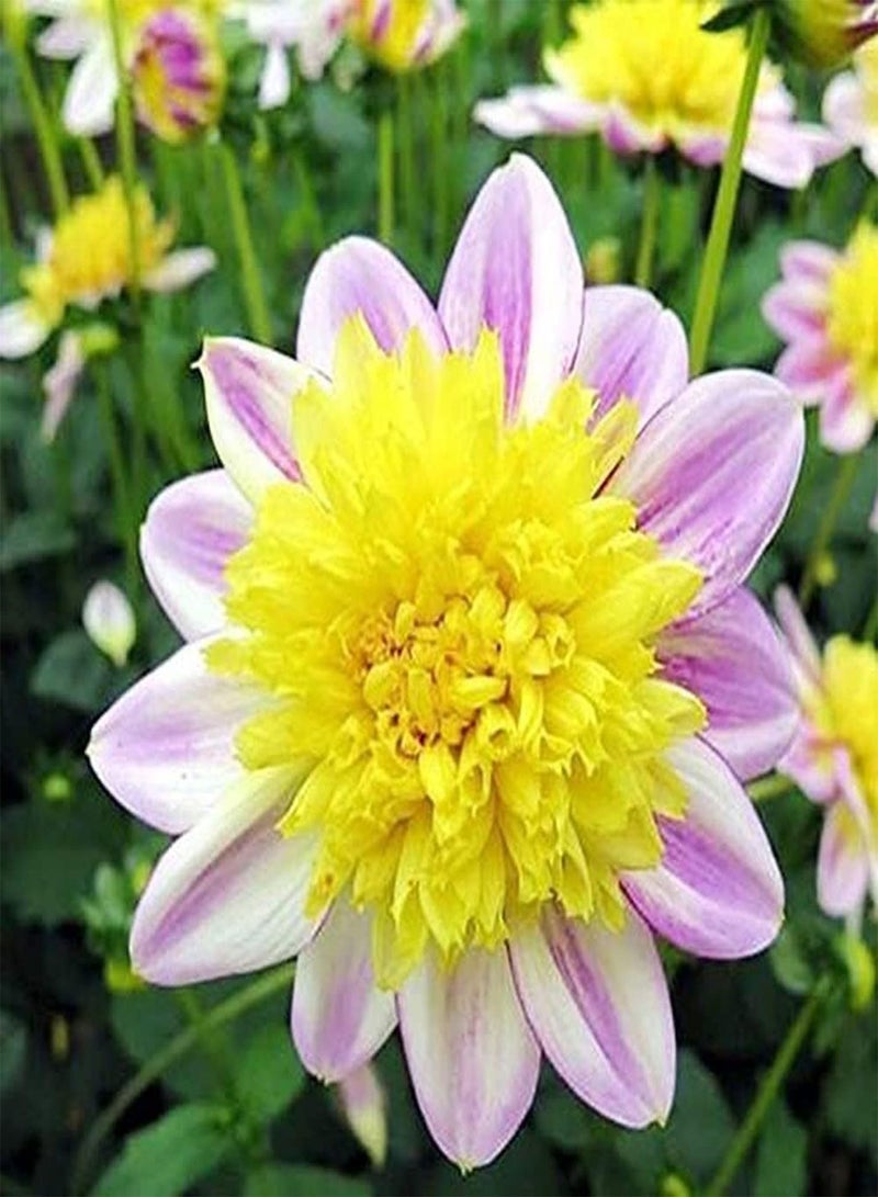 جي جوت 100 قطعة من الألوان الرائعة للحدائق النباتية الفريدة من نوعها، حدائق لاندشافتس جيستالتونج مختارة، فنون بلومندوفت توفر خدمة توفير المياه والصرف الصحي - Image 1