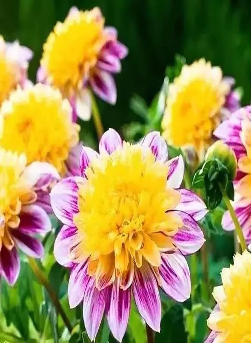 جي جوت 100 قطعة من الألوان الرائعة للحدائق النباتية الفريدة من نوعها، حدائق لاندشافتس جيستالتونج مختارة، فنون بلومندوفت توفر خدمة توفير المياه والصرف الصحي - Image 2