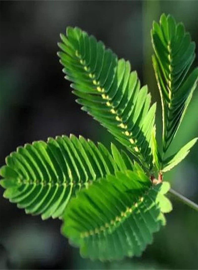 GGOOT 100Pcs Mimosa Seeds Sensitive Heirloom Leaves Garden Balcony Green Decoration Easy Survive Don't Need Much Care Suitable for Beginners - Image 2