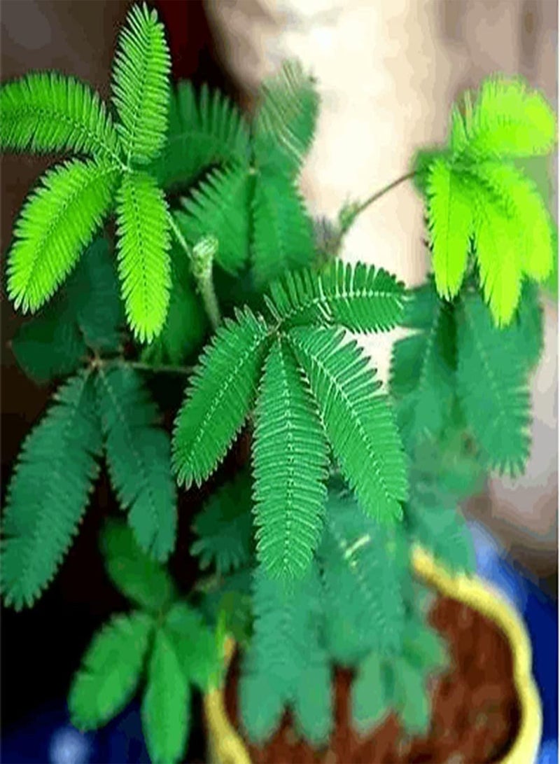 GGOOT 100Pcs Mimosa Seeds Sensitive Heirloom Leaves Garden Balcony Green Decoration Easy Survive Don't Need Much Care Suitable for Beginners - Image 1