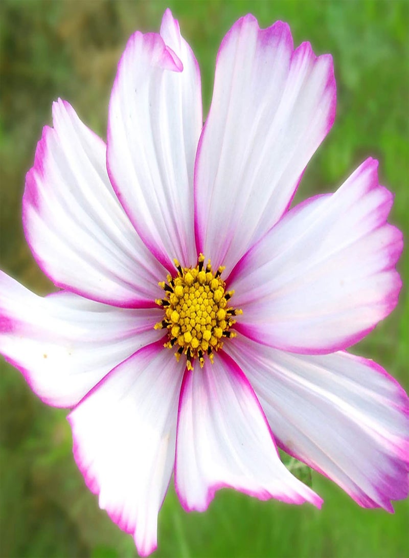 جي جوت 700 قطعة من بذور كوريوبسيس الطبيعية القابلة للنمو لتزيين سطح المكتب والحديقة، شتلات زهور الكوزموس لنباتات الزينة للحديقة - Image 4