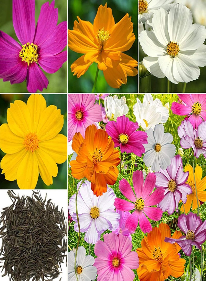 جي جوت 700 قطعة من بذور كوريوبسيس الطبيعية القابلة للنمو لتزيين سطح المكتب والحديقة، شتلات زهور الكوزموس لنباتات الزينة للحديقة - Image 1