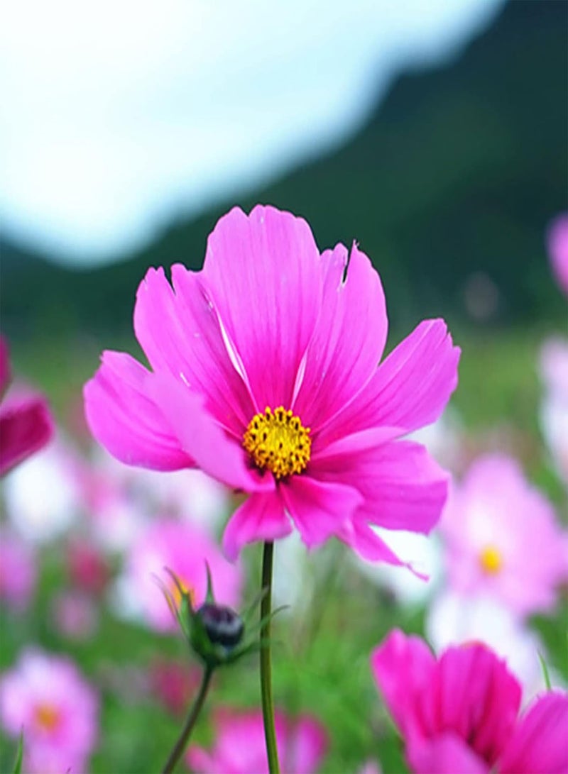 جي جوت 700 قطعة من بذور كوريوبسيس الطبيعية القابلة للنمو لتزيين سطح المكتب والحديقة، شتلات زهور الكوزموس لنباتات الزينة للحديقة - Image 3