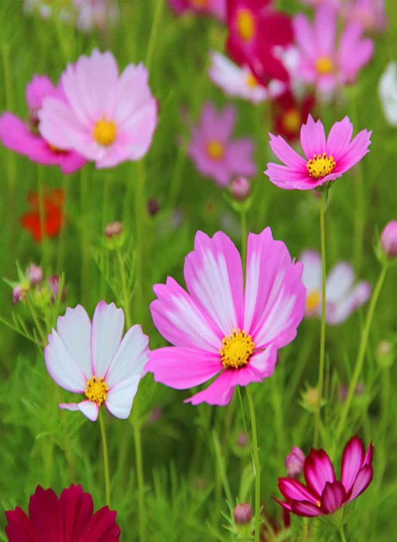 جي جوت 700 قطعة من بذور كوريوبسيس الطبيعية القابلة للنمو لتزيين سطح المكتب والحديقة، شتلات زهور الكوزموس لنباتات الزينة للحديقة - Image 5