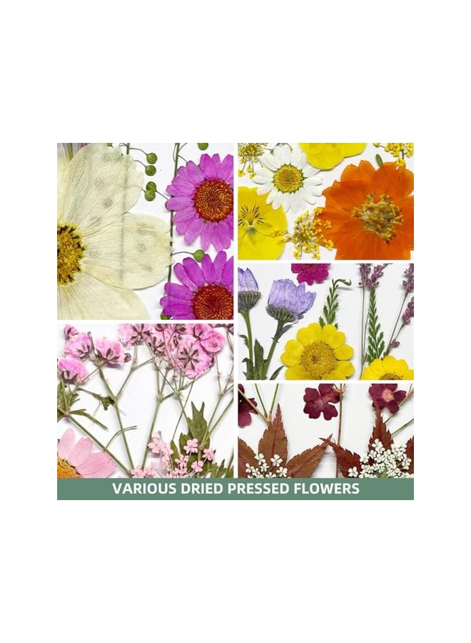 The Bros Dried Pressed Flowers for Resin, 60PCS Real Natural Pressed Flowers with Resin Charm Molds for Scrapbooking DIY Art Crafts Jewelry Molds Candle Soap Making Nails Decor - Image 4