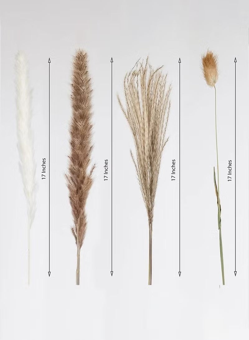 Unewshi 60PCS Natural Dried Pampas Grass Bouquet Brown White Reed Pampas Floral Arrangements Decorations for Home Room Office Party Decor - Image 3