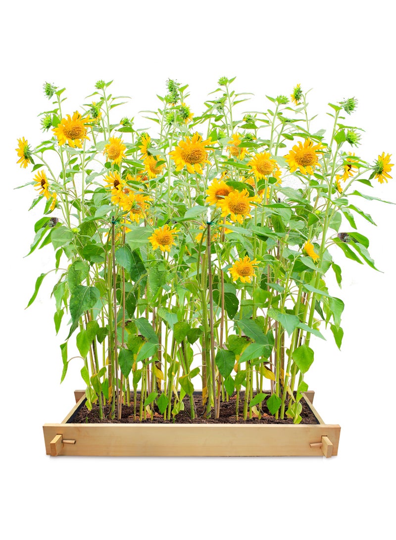 Yardlong Greencorner Raised Gardenbed 5 feet x 2 feet. Wooden Bed to grow vegetables, flowers, herbs, root vegetables, grow tomatoes, sponge gourd creepers - Image 1