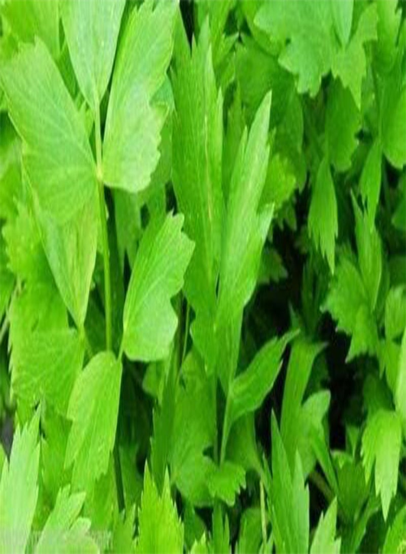 جي جوت 500 بذرة من عشبة الحبق (Levisticum Officinale) المزروعة منزليًا طوال العام - Image 2