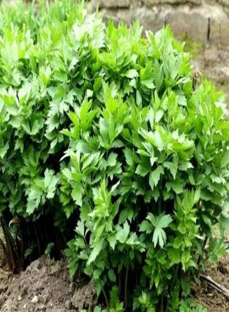 جي جوت 500 بذرة من عشبة الحبق (Levisticum Officinale) المزروعة منزليًا طوال العام - Image 1