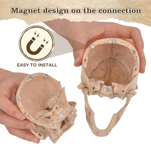 SimCoach Human Skull Model, Detachable Palm-Sized Skull Model, 15 Parts Exploded Anatomy Skull Model, Mini Anatomical Head Model for Medical Students, Teaching Tools, White - Image 2