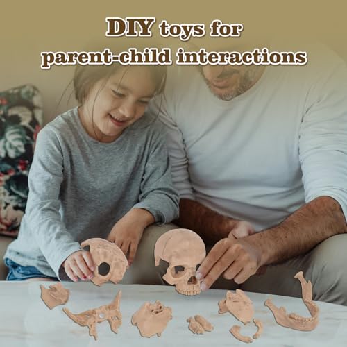 SimCoach Human Skull Model, Detachable Palm-Sized Skull Model, 15 Parts Exploded Anatomy Skull Model, Mini Anatomical Head Model for Medical Students, Teaching Tools, White - Image 5