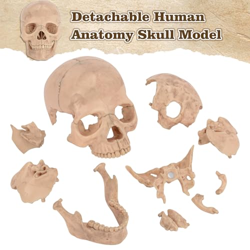 SimCoach Human Skull Model, Detachable Palm-Sized Skull Model, 15 Parts Exploded Anatomy Skull Model, Mini Anatomical Head Model for Medical Students, Teaching Tools, White - Image 3