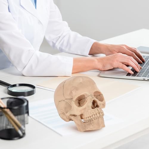 SimCoach Human Skull Model, Detachable Palm-Sized Skull Model, 15 Parts Exploded Anatomy Skull Model, Mini Anatomical Head Model for Medical Students, Teaching Tools, White - Image 4