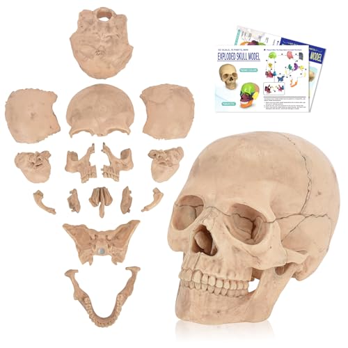 SimCoach Human Skull Model, Detachable Palm-Sized Skull Model, 15 Parts Exploded Anatomy Skull Model, Mini Anatomical Head Model for Medical Students, Teaching Tools, White - Image 1