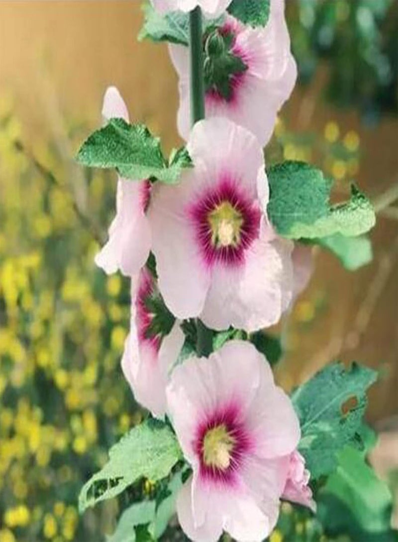 GGOOT seeds 100Pcs Mixed Color Althaea Rosea Seeds Decorative Pink Flower Plants Shrub for Home Garden Planting Seeds - Image 4