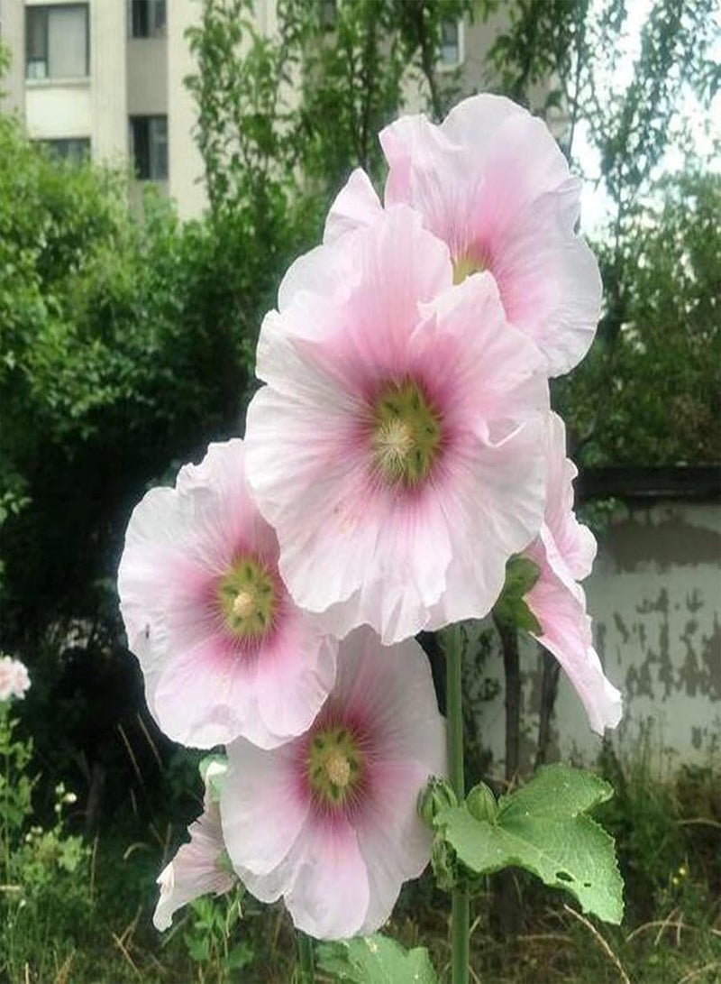 GGOOT seeds 100Pcs Mixed Color Althaea Rosea Seeds Decorative Pink Flower Plants Shrub for Home Garden Planting Seeds - Image 3