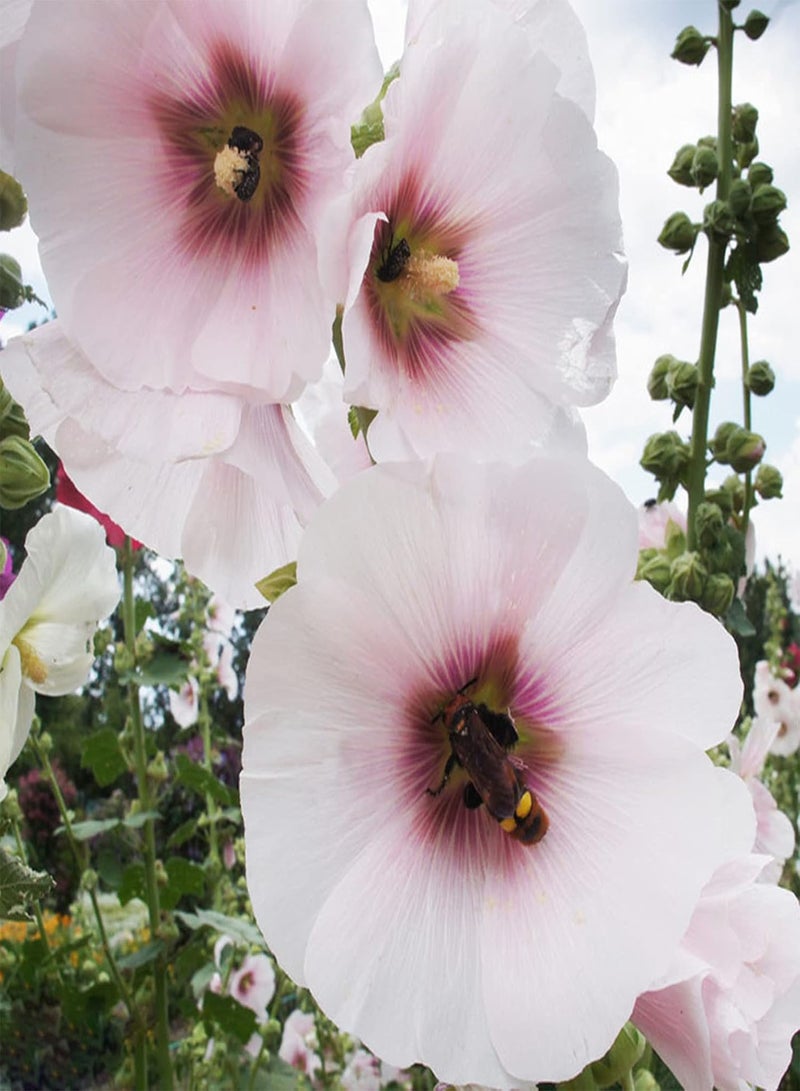 GGOOT seeds 100Pcs Mixed Color Althaea Rosea Seeds Decorative Pink Flower Plants Shrub for Home Garden Planting Seeds - Image 1