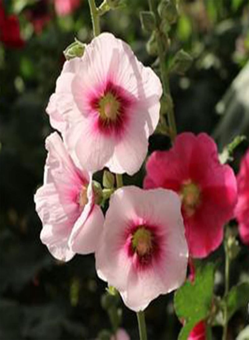 GGOOT seeds 100Pcs Mixed Color Althaea Rosea Seeds Decorative Pink Flower Plants Shrub for Home Garden Planting Seeds - Image 5