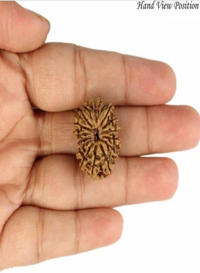 IRIS GEMS Rudraksha 14 Mukhi Original Certified Nepal 14 Mukhi Rudraksha With Pendant Or Laal Dhaga Genuine चौदह मुखी रुद्राक्ष Amazing Fourteen Face Rudraksha Natural Rudraksha 14 Mukhi Best 14 मुखी रुद्राक्ष ओरिजिनल सर्टिफाइड Nepal 14 Face Rudraksha Pure Brown Bead Fourteen Mukhi Rudraksha For Men & Women By IRIS GEMS - Image 3