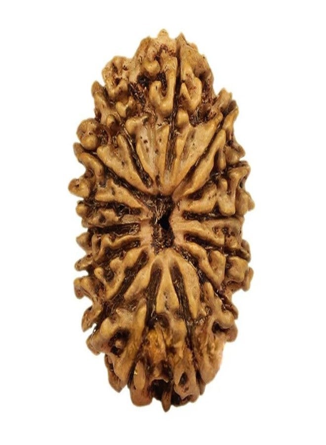 IRIS GEMS Rudraksha 14 Mukhi Original Certified Nepal 14 Mukhi Rudraksha With Pendant Or Laal Dhaga Genuine चौदह मुखी रुद्राक्ष Amazing Fourteen Face Rudraksha Natural Rudraksha 14 Mukhi Best 14 मुखी रुद्राक्ष ओरिजिनल सर्टिफाइड Nepal 14 Face Rudraksha Pure Brown Bead Fourteen Mukhi Rudraksha For Men & Women By IRIS GEMS - Image 4