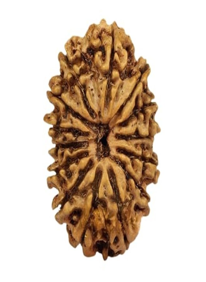 IRIS GEMS Rudraksha 14 Mukhi Original Certified Nepal 14 Mukhi Rudraksha With Pendant Or Laal Dhaga Genuine चौदह मुखी रुद्राक्ष Amazing Fourteen Face Rudraksha Natural Rudraksha 14 Mukhi Best 14 मुखी रुद्राक्ष ओरिजिनल सर्टिफाइड Nepal 14 Face Rudraksha Pure Brown Bead Fourteen Mukhi Rudraksha For Men & Women By IRIS GEMS - Image 1