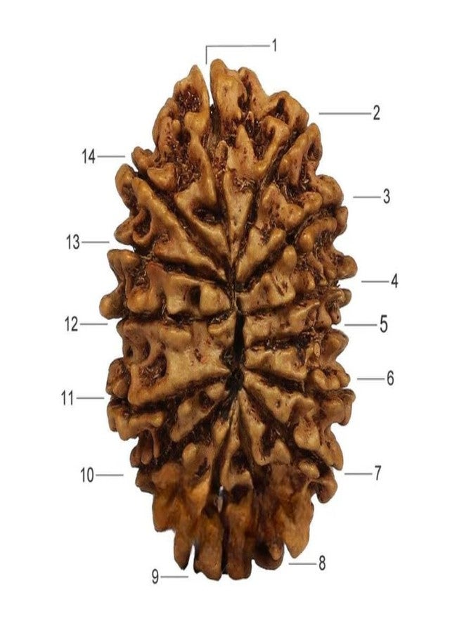 IRIS GEMS Rudraksha 14 Mukhi Original Certified Nepal 14 Mukhi Rudraksha With Pendant Or Laal Dhaga Genuine चौदह मुखी रुद्राक्ष Amazing Fourteen Face Rudraksha Natural Rudraksha 14 Mukhi Best 14 मुखी रुद्राक्ष ओरिजिनल सर्टिफाइड Nepal 14 Face Rudraksha Pure Brown Bead Fourteen Mukhi Rudraksha For Men & Women By IRIS GEMS - Image 2