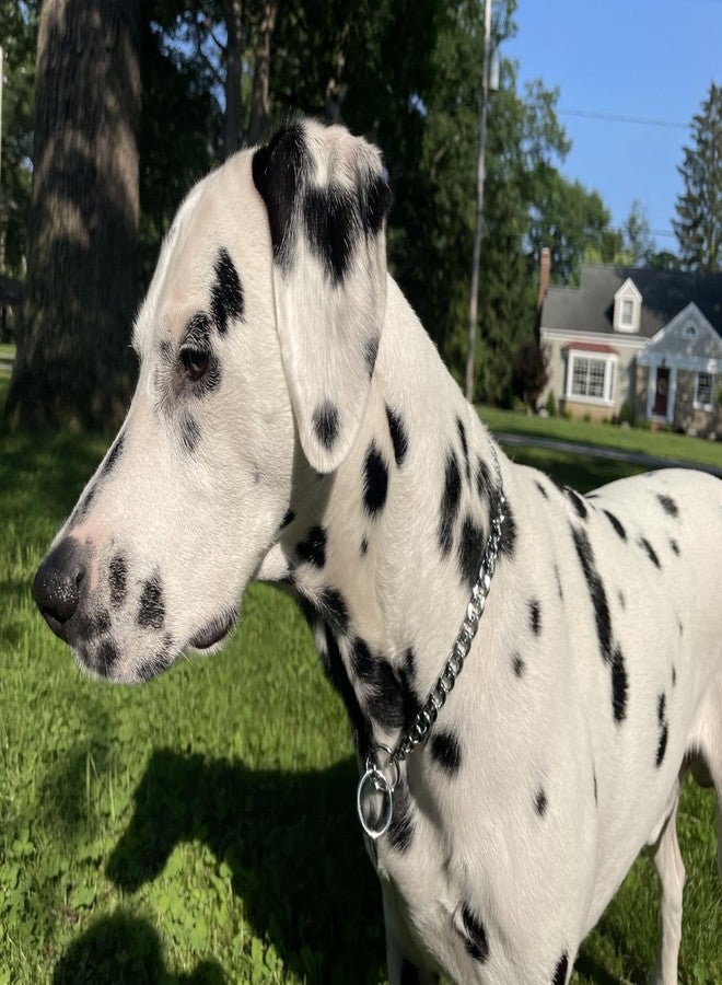 cyhaen Flat Heavy Duty Silver Metal Dog Collar,Silver Dog Chain Collars for Large Dogs,Adjustable Slip P Link Martingal Collar for Small Medium Big Animal L - Image 2
