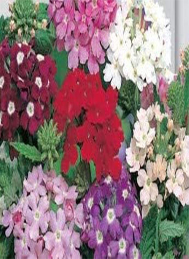 جي جوت بذور مزيج زهرة اللويزة الكبيرة