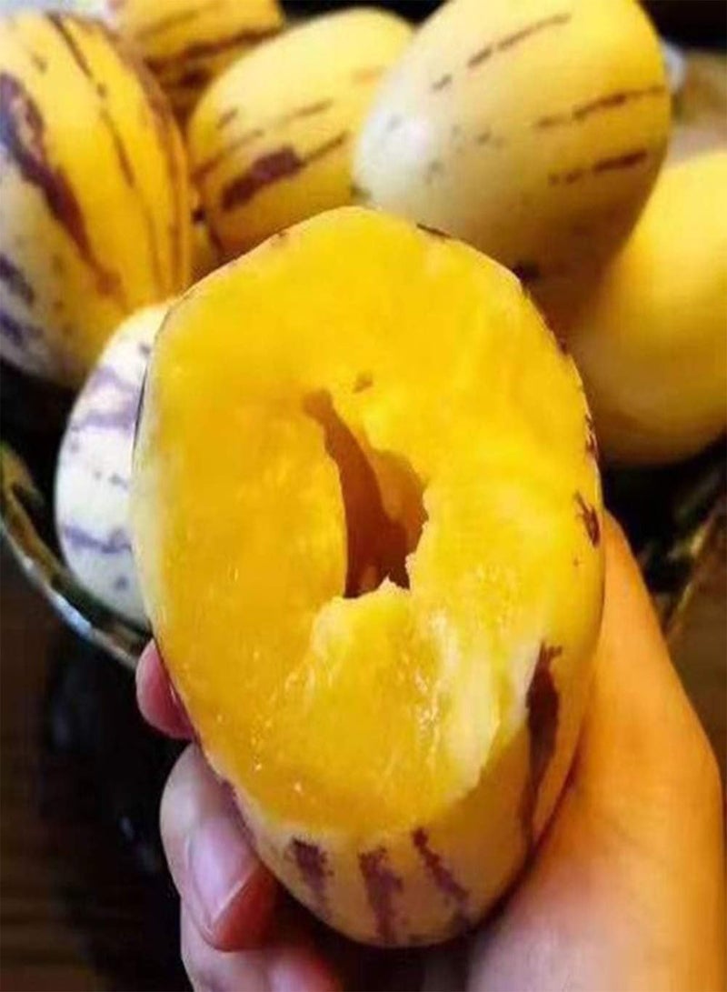 GGOOT 50Pcs Pepino Seeds Sweet Melon Fruit Muricatum Bonsai Garden Yard Plant Pretty Plant Seeds Pepino Seeds - Image 1