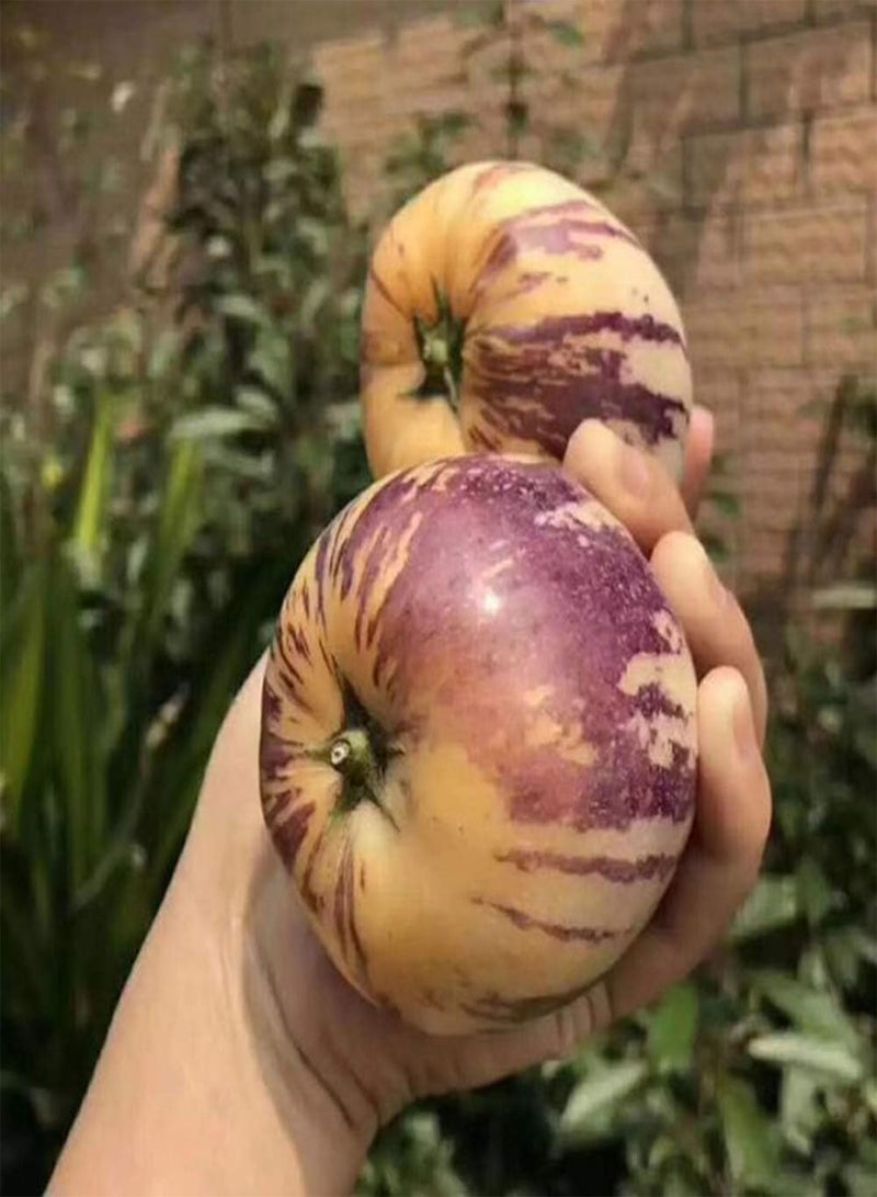 GGOOT 50Pcs Pepino Seeds Sweet Melon Fruit Muricatum Bonsai Garden Yard Plant Pretty Plant Seeds Pepino Seeds - Image 5