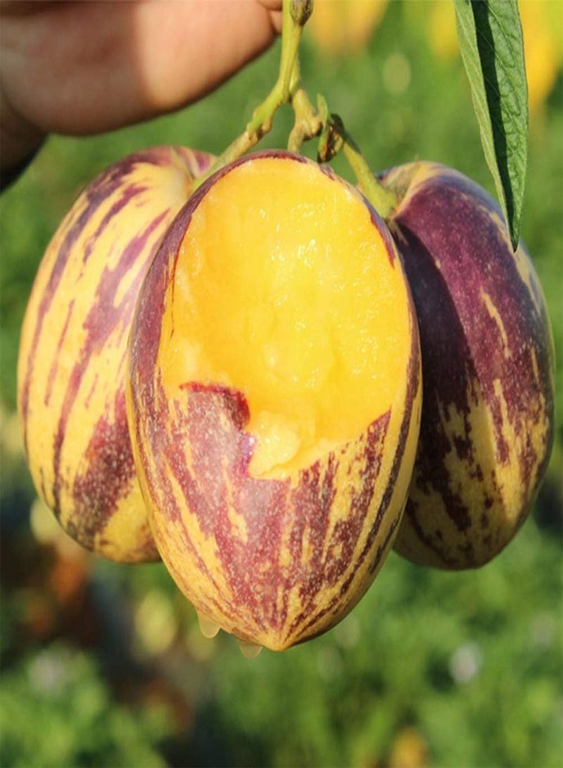 GGOOT 50Pcs Pepino Seeds Sweet Melon Fruit Muricatum Bonsai Garden Yard Plant Pretty Plant Seeds Pepino Seeds - Image 2