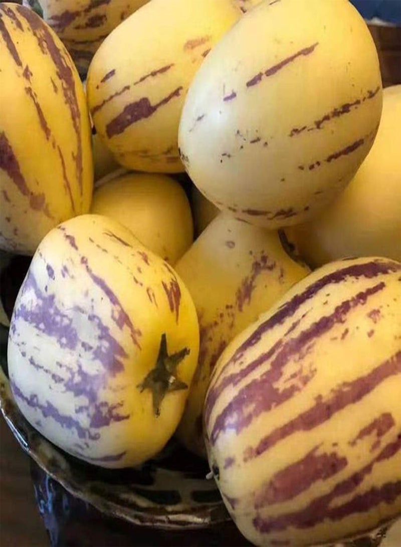 GGOOT 50Pcs Pepino Seeds Sweet Melon Fruit Muricatum Bonsai Garden Yard Plant Pretty Plant Seeds Pepino Seeds - Image 3