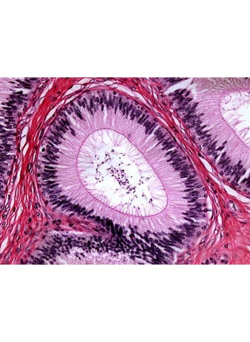 AmScope AmScope M500BLED Cordless Monocular Compound Microscope WF10x and WF20x Eyepieces 40x2000x Magnification AntiMold Optics LED Illumination Brightfield Abbe Condenser Coarse and Fine Focus Plain Stage 110V or Battery  - Image 4