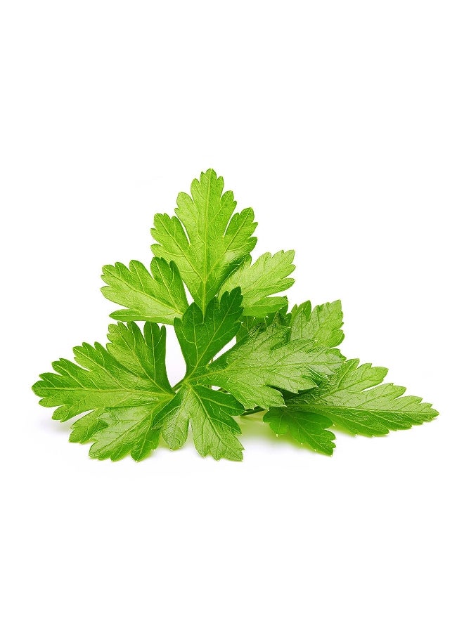 click 3Piece Edible Cilantro With Coriander Plant Pod Set SGR45X3  - Image 2