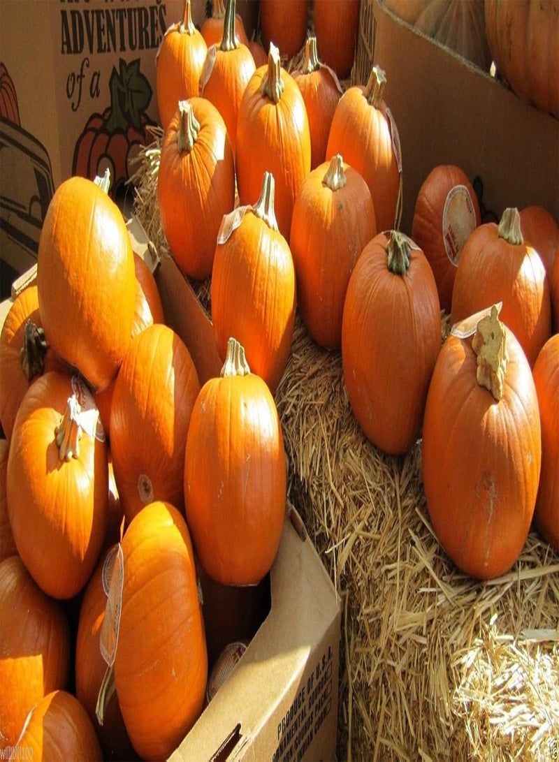GGOOT Pumpkin, Small Sugar - (25 Seeds) Heirloom,New England Pie, Sugar Pumpkin - Image 1