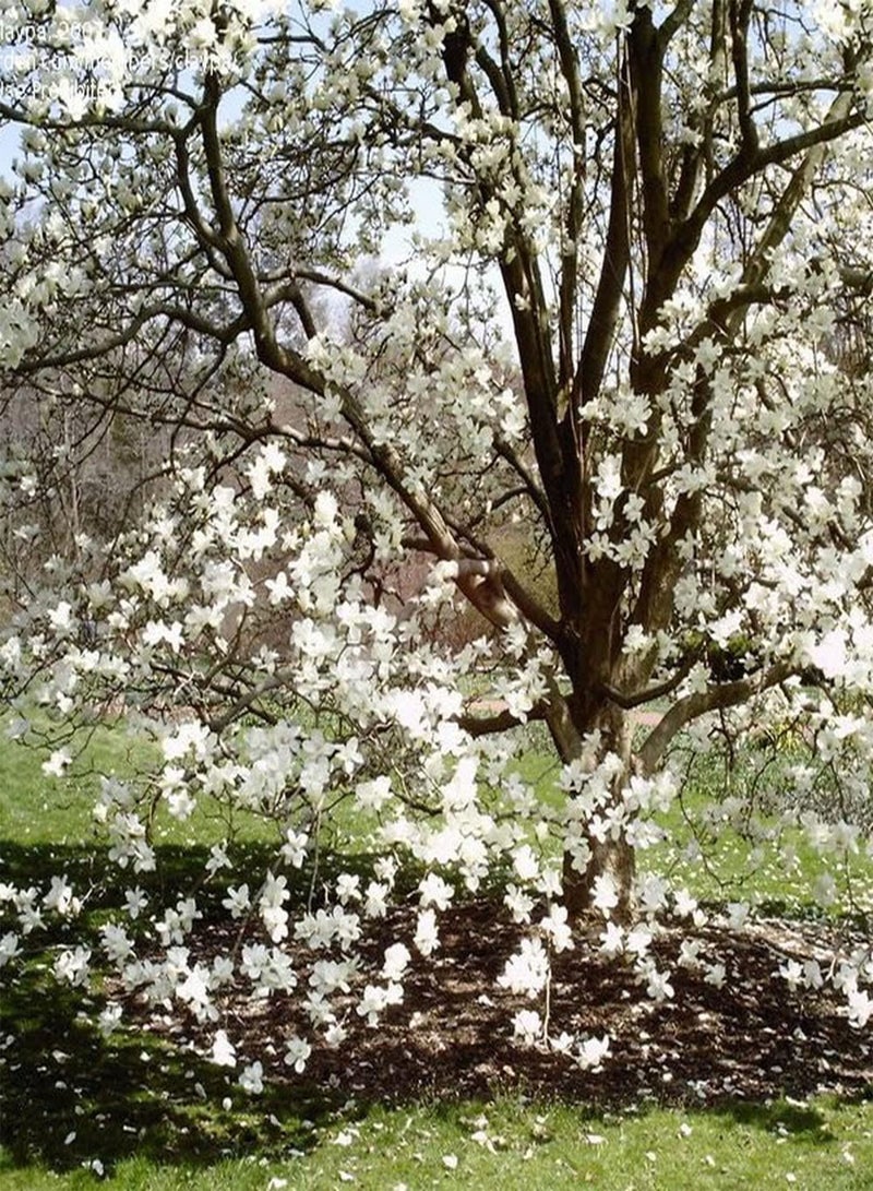 GGOOT 50Pcs Magnolia Seeds Perennial Ornamental Trees Blooming White Flowers Add Color to Your Garden Enjoy The Beautiful Gardening Scenery - Image 2