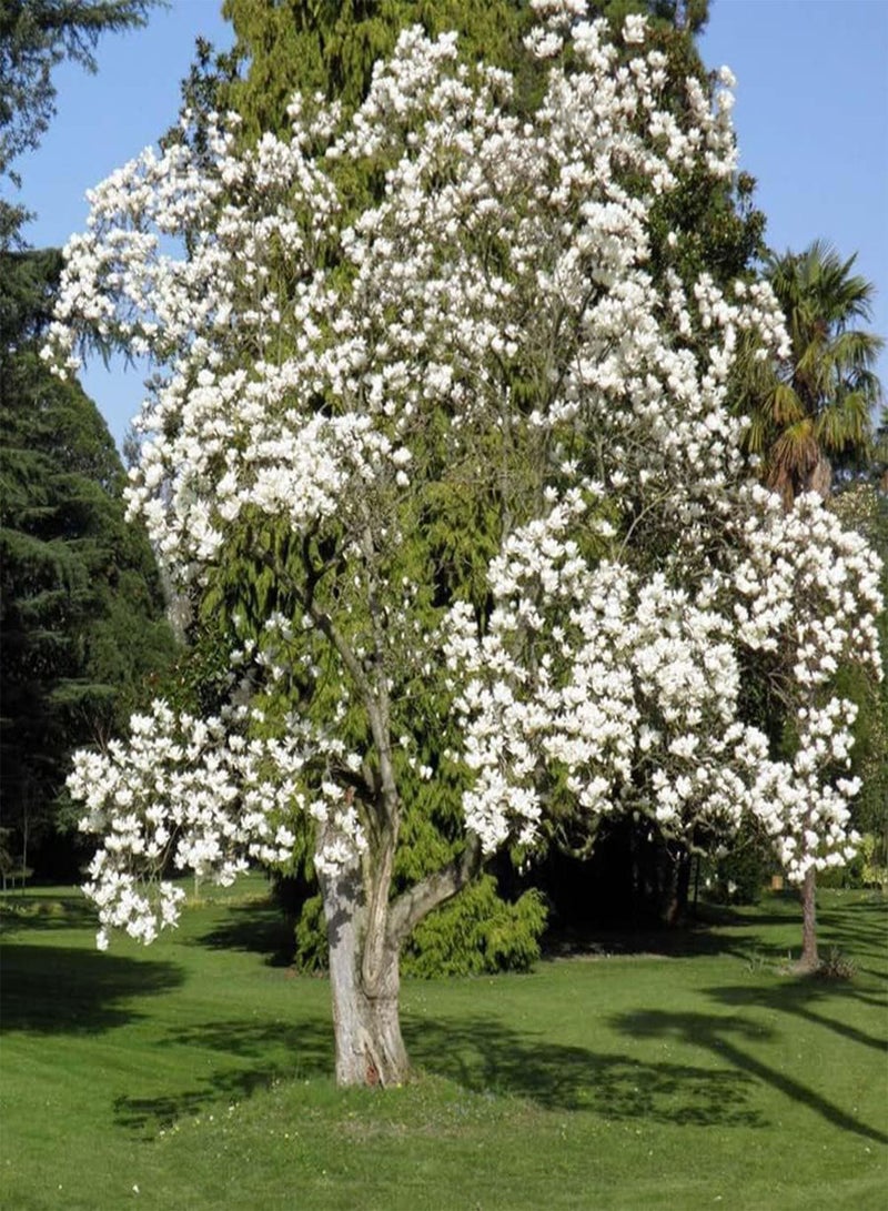 GGOOT 50Pcs Magnolia Seeds Perennial Ornamental Trees Blooming White Flowers Add Color to Your Garden Enjoy The Beautiful Gardening Scenery - Image 3